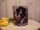Border Collie Prinz